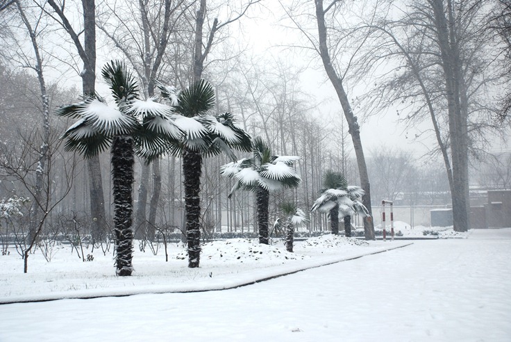 2012校园雪景