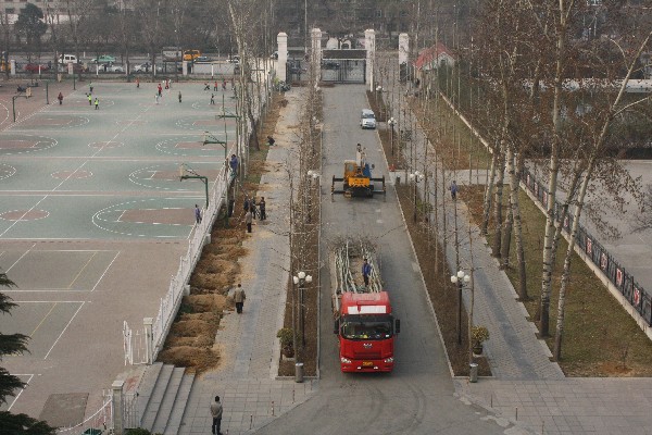 栽树全景9.JPG