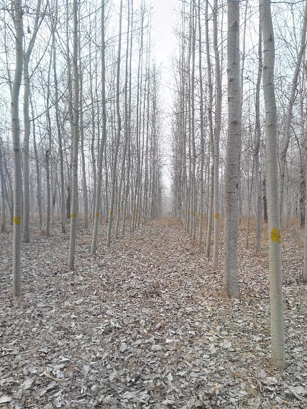 选中的屯留杨树3.jpg